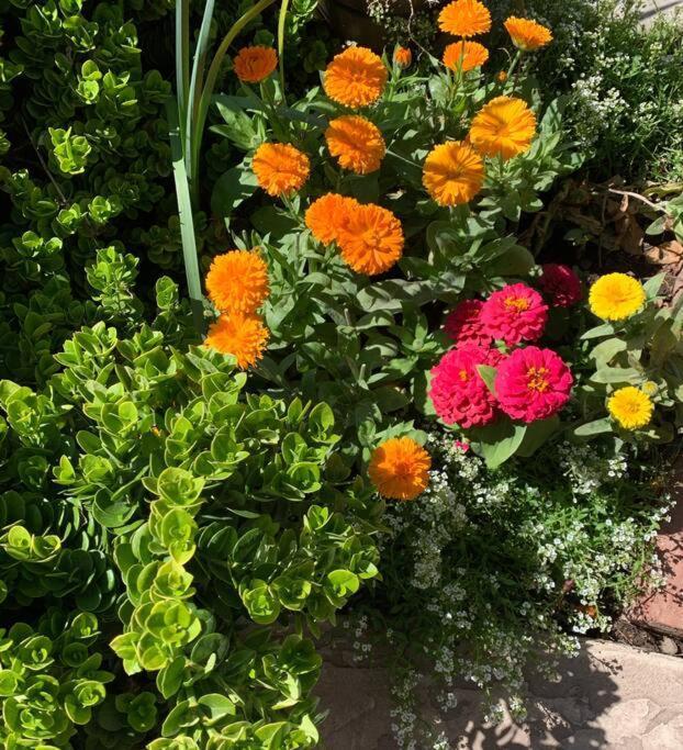 Encanto Cactus Flower Casita Φοίνιξ Εξωτερικό φωτογραφία